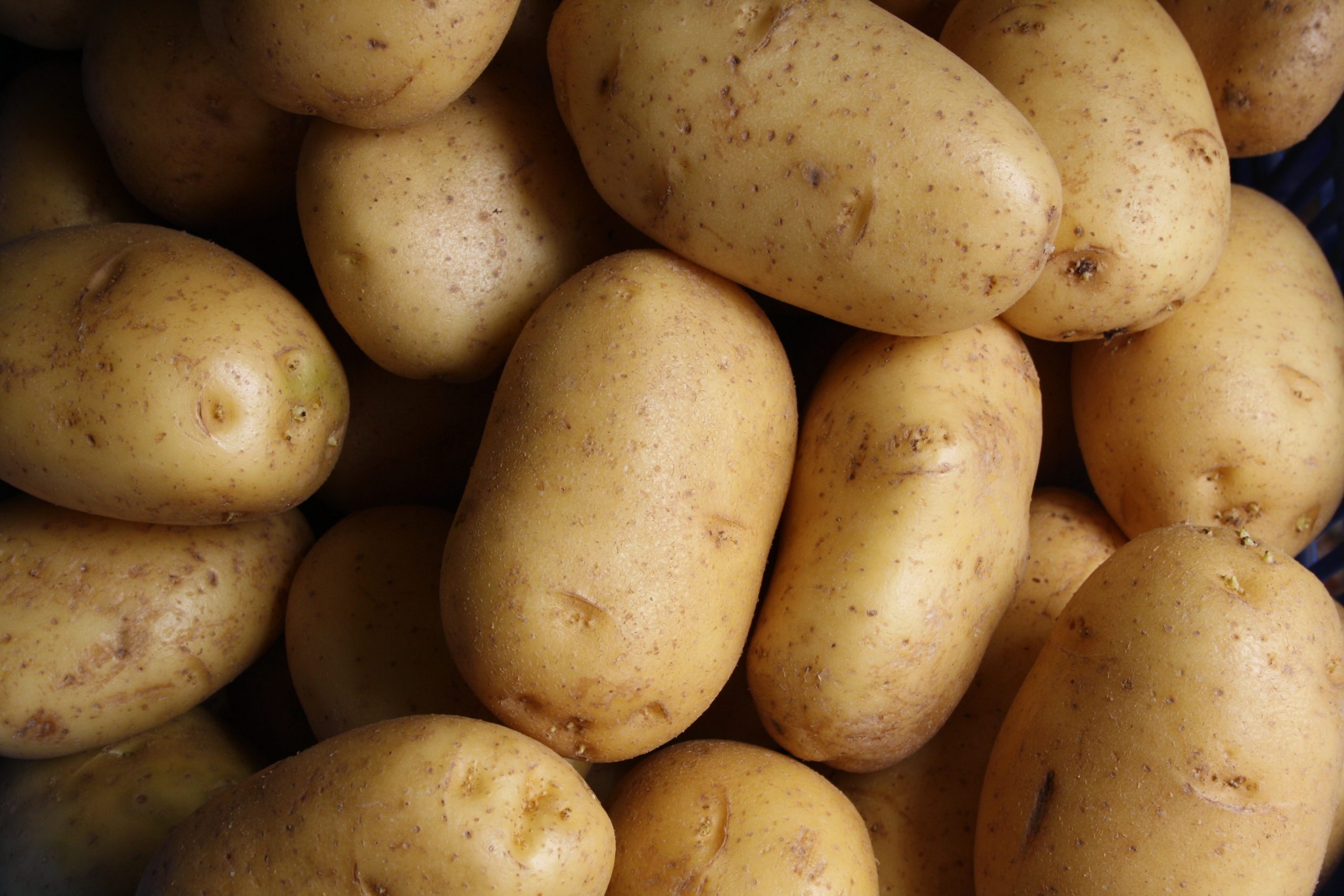 UNB reseachers’ study indicates negative effect of climate change on potato crops