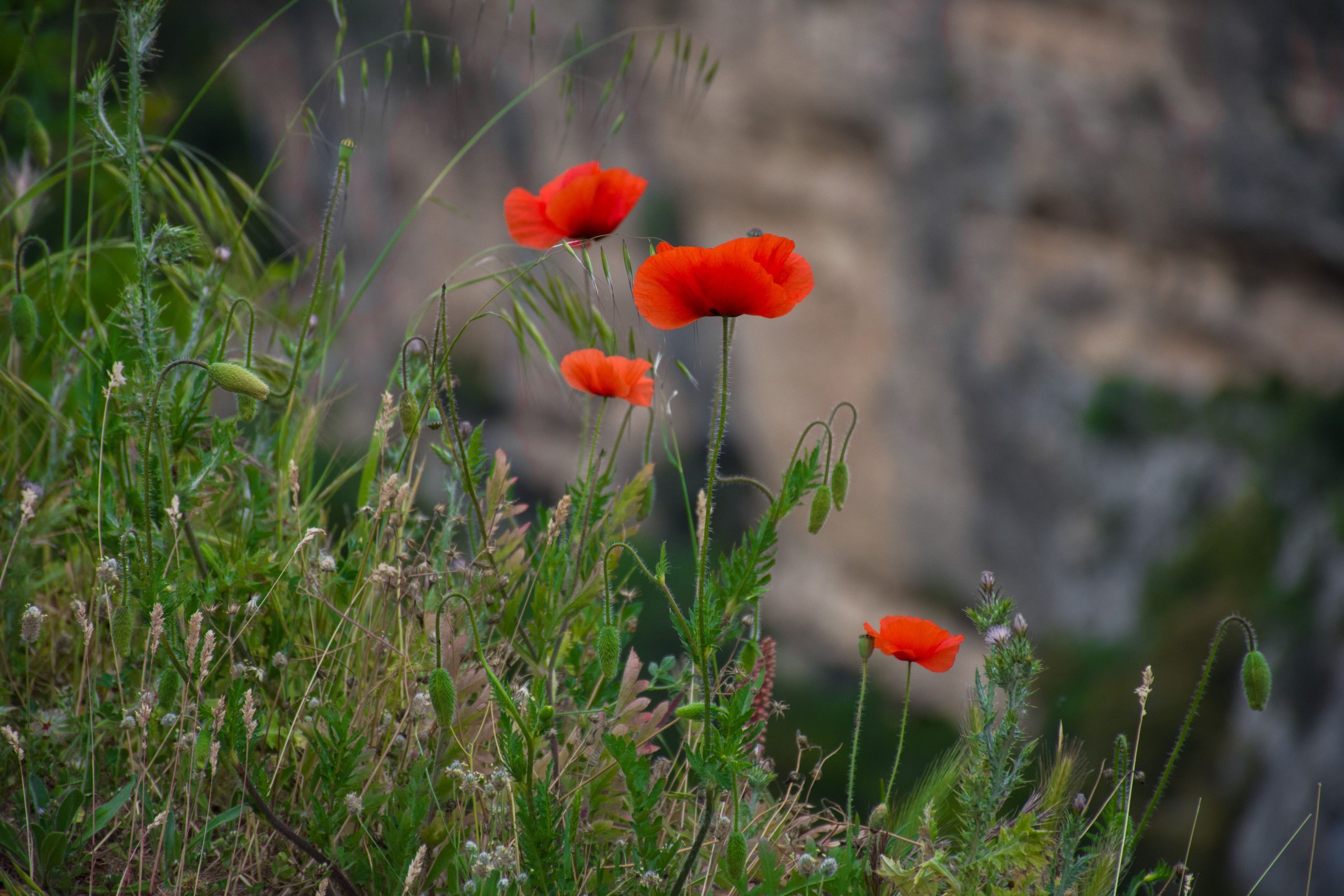 Remembering Remembrance Day Differently