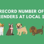 white text on green background "Record number of surrenders at local SPCA" with cartoon dogs and cats below text