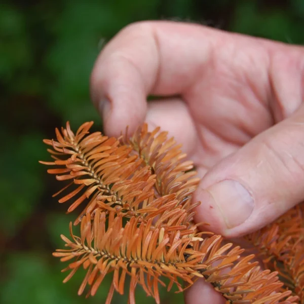 Balsam Fir At Risk Of Decline In NB