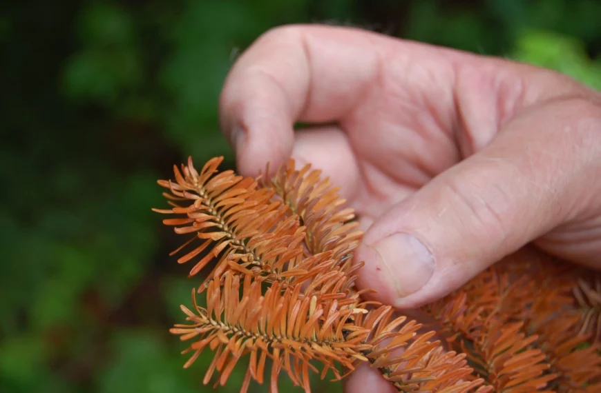 Balsam Fir At Risk Of Decline In NB